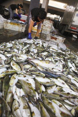 溫嶺松門水產(chǎn)市場(chǎng)驚現(xiàn)野生河豚交易，食品安全警鐘再響